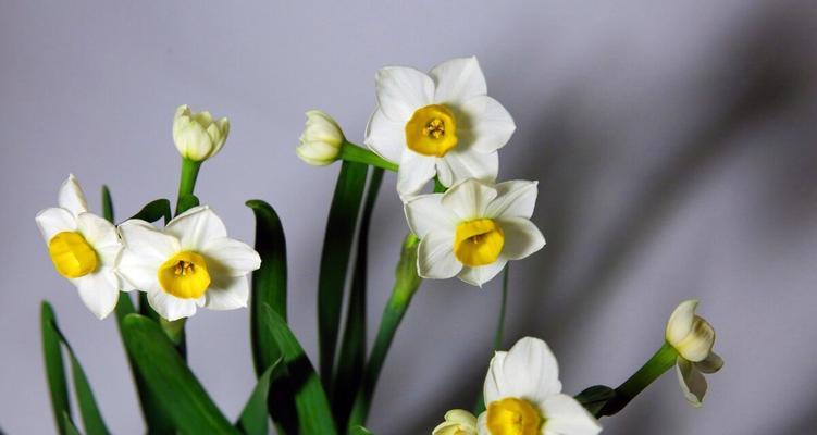 纯白水仙花花语有哪些含义？