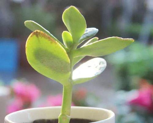 茶叶水浇玉树有什么影响？正确浇水方法是什么？