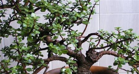茶叶水浇玉树有什么影响？正确浇水方法是什么？