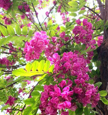刺槐花语是什么意思？刺槐花代表了哪些情感？