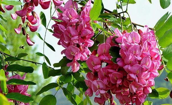 刺槐花语是什么意思？刺槐花代表了哪些情感？
