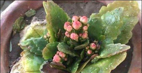 茶叶水浇长寿花好吗？长寿花浇水的正确方法是什么？