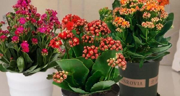 茶叶水浇长寿花好吗？长寿花浇水的正确方法是什么？
