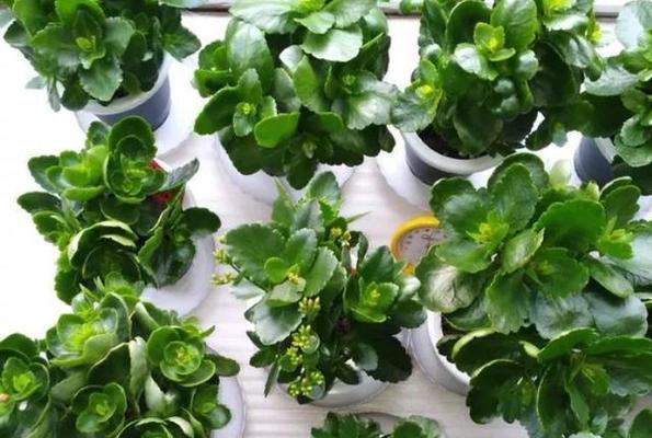 茶叶水浇长寿花好吗？长寿花浇水的正确方法是什么？