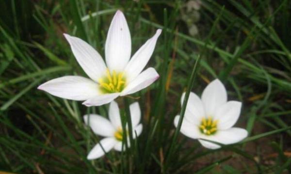 葱兰的花语是什么？葱兰的花语有哪些含义？