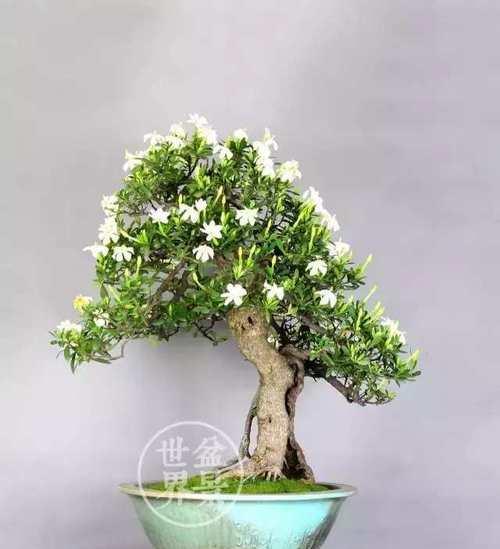茶叶水浇栀子花好吗？对栀子花生长的影响是什么？