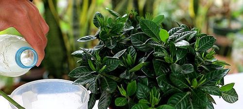 茶叶水浇栀子花好吗？对栀子花生长的影响是什么？