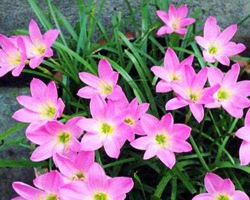 葱兰花的花语有哪些含义？