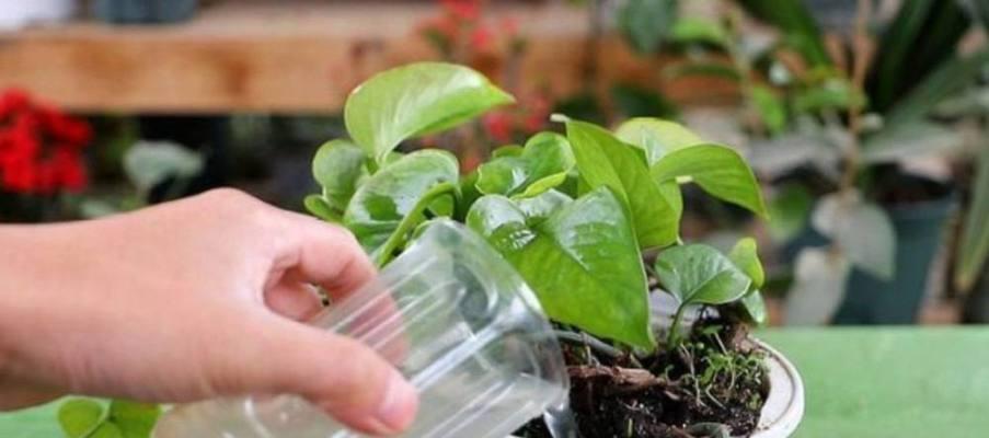 茶叶水真的可以用来种花吗？有效吗？