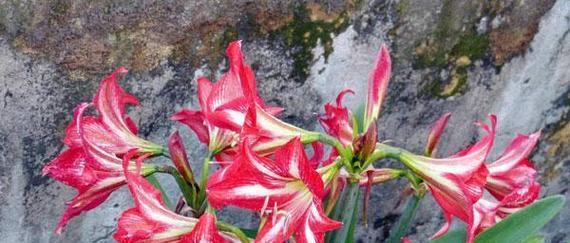 葱兰花的花语有哪些含义？