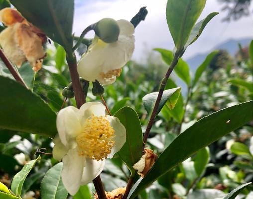 茶叶水真的可以用来种花吗？有效吗？