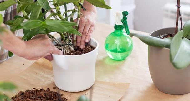 茶叶水浇花的正确方法是什么？能用茶叶水替代清水吗？