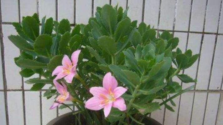 茶叶水浇花的正确方法是什么？能用茶叶水替代清水吗？