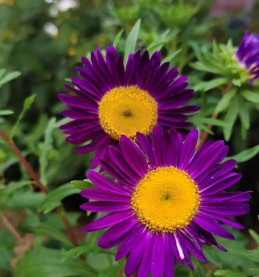 翠菊花语是什么意思？翠菊代表了哪些情感？