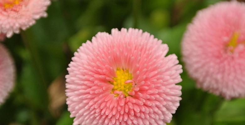 翠菊花语是什么意思？翠菊代表了哪些情感？