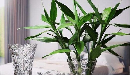 茶叶水适合浇什么花？使用茶叶水浇花的正确方法是什么？