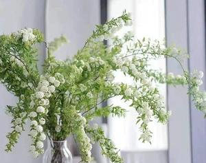 打结花的花语是什么？如何正确解读打结花的含义？