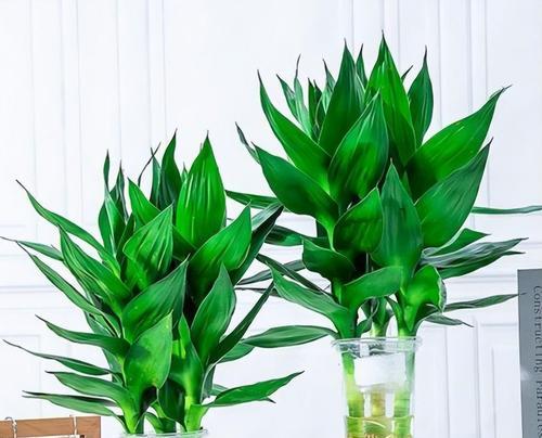 茶叶水养花有哪些技巧？养什么花最合适？