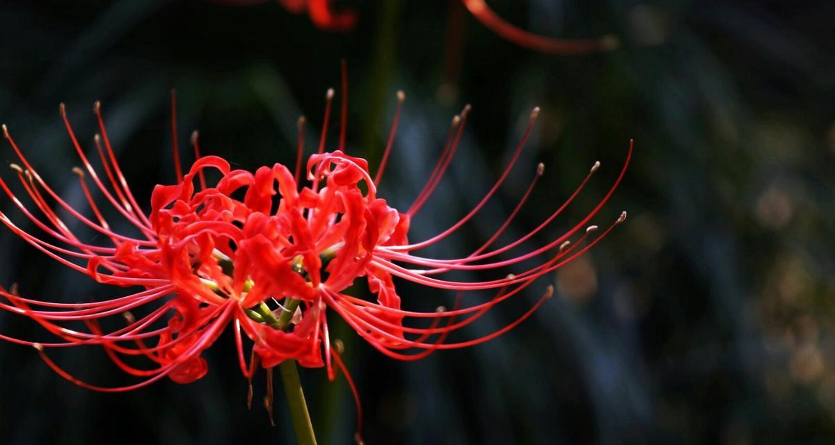 打结花的花语是什么？如何正确解读打结花的含义？