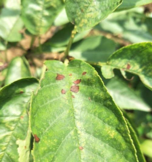 茶叶炭疽病是怎么引起的？有效治疗方法有哪些？