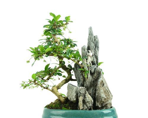 茶叶套种什么好？如何提高茶叶种植效益？