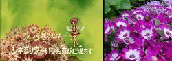 大波斯菊花语有哪些含义？