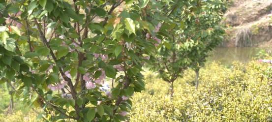 茶叶套种什么好？如何提高茶叶种植效益？