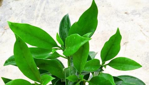 茶叶喜阴还是喜阳？如何根据光照条件选择合适的茶叶种植地？