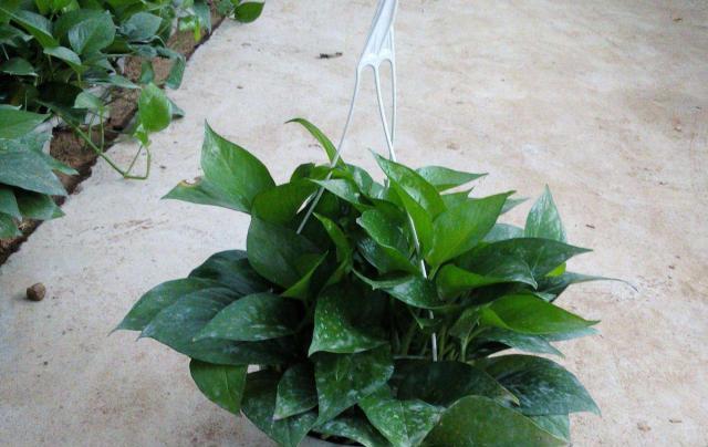 茶叶喜阴还是喜阳？如何根据光照条件选择合适的茶叶种植地？