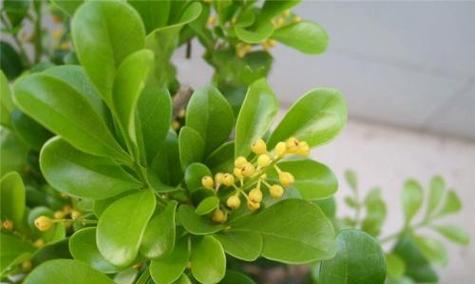 茶叶喜阴还是喜阳？如何根据光照条件选择合适的茶叶种植地？