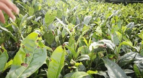 茶叶用什么肥料最好？如何根据茶叶种类选择合适的肥料？