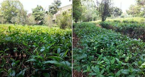 茶叶用什么肥料最好？如何根据茶叶种类选择合适的肥料？