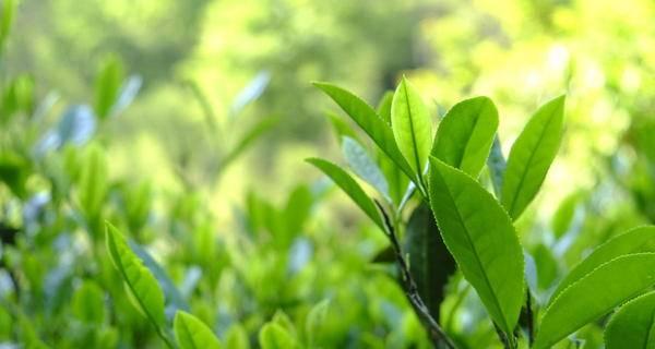 茶叶有多少品种？如何区分不同茶叶的特点？