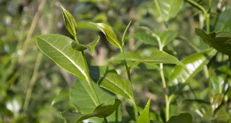 茶叶有多少品种？如何区分不同茶叶的特点？