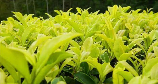 茶叶有多少品种？如何区分不同茶叶的特点？