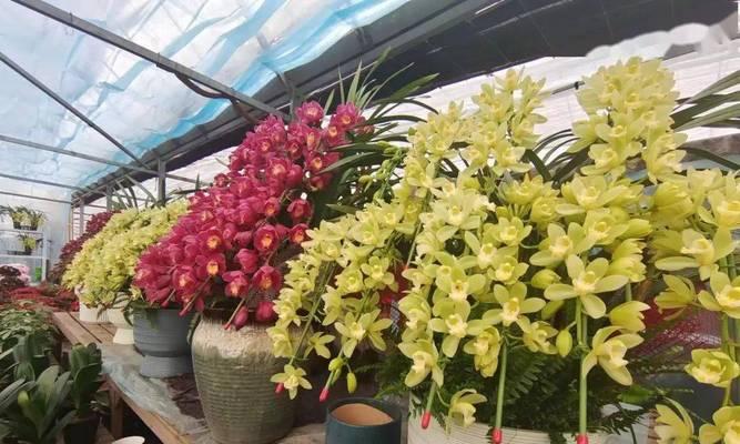 大花蕙兰的花语是什么？如何正确解读大花蕙兰的寓意？