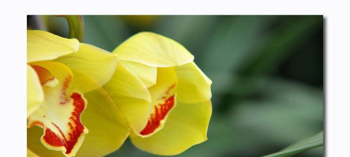 大花蕙兰的花语是什么？如何正确解读大花蕙兰的寓意？