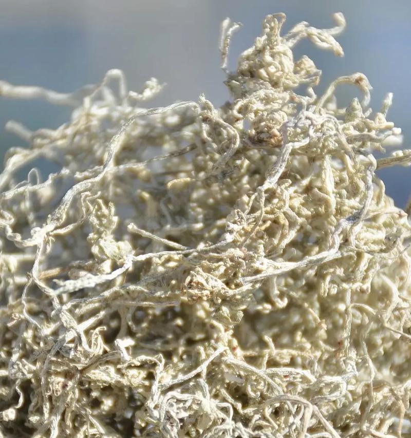 茶叶原产地在哪里？如何辨别茶叶的真伪？