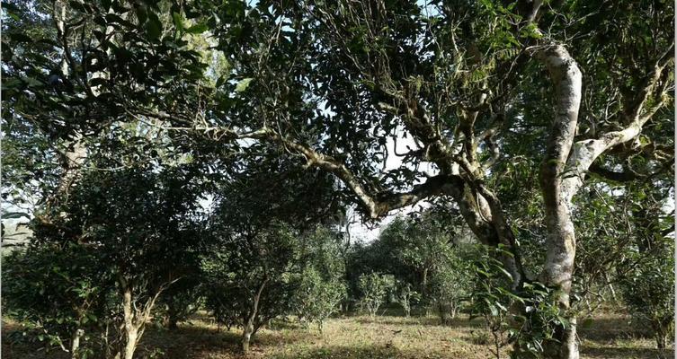 茶叶原产地在哪里？如何辨别茶叶的真伪？