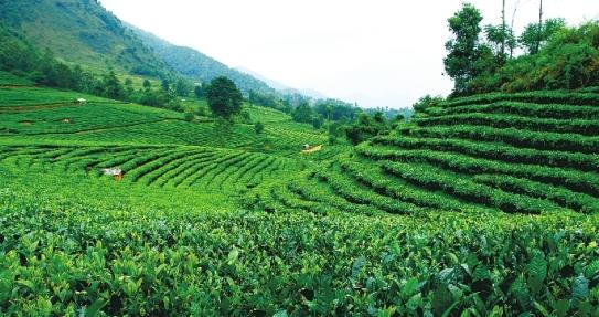 茶叶原产地在哪里？如何辨别茶叶的真伪？
