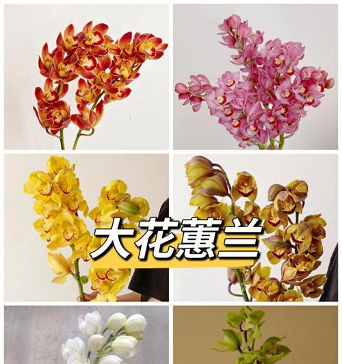 大花蕙兰花语是什么？如何用大花蕙兰表达情感？