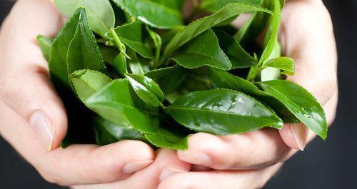 茶叶修剪方法有哪些？正确的修剪步骤是什么？