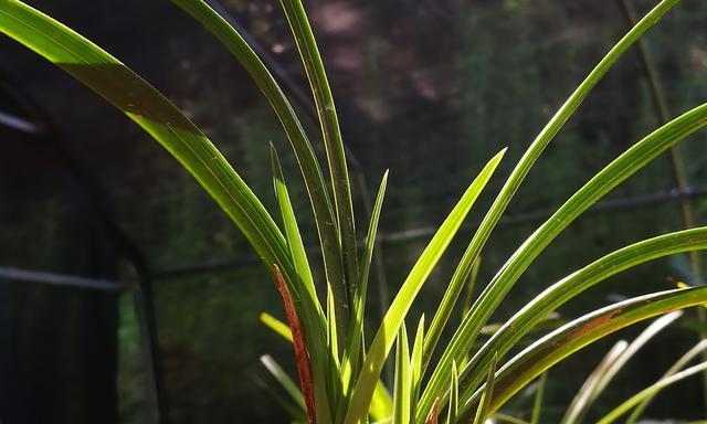 茶叶渣浇兰花好吗？使用茶叶渣的正确方法是什么？