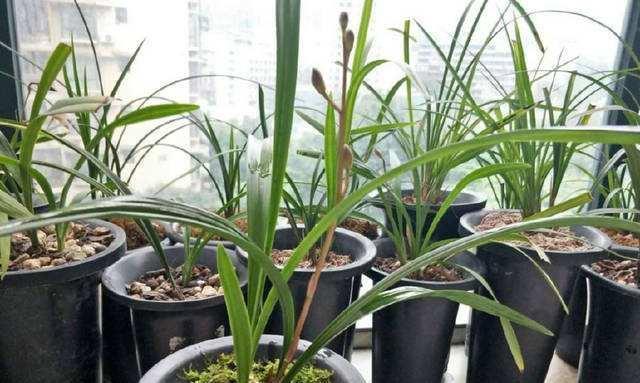茶叶渣浇兰花好吗？使用茶叶渣的正确方法是什么？