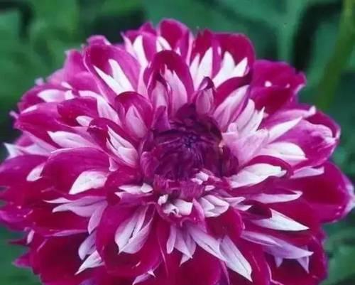 大丽花的花语是什么？如何用大丽花表达情感？