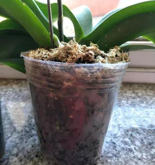 茶叶渣能用作花肥吗？如何正确使用？