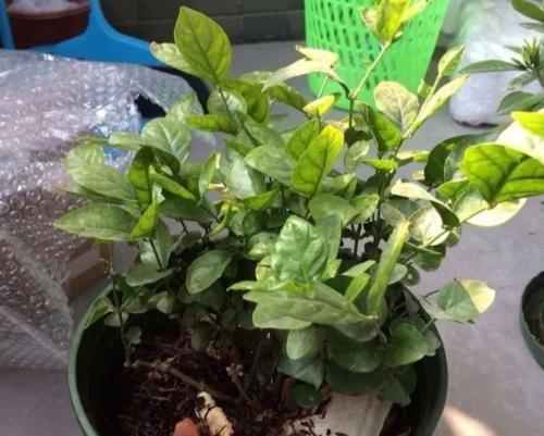 茶叶渣能用来养花吗？哪些花卉最适合用茶叶渣作为肥料？