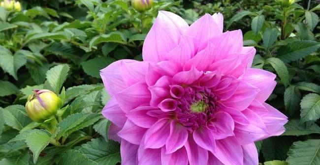 大丽花的花语是什么？大丽花象征着什么含义？