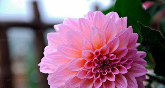 大丽花的花语是什么？大丽花象征着什么含义？