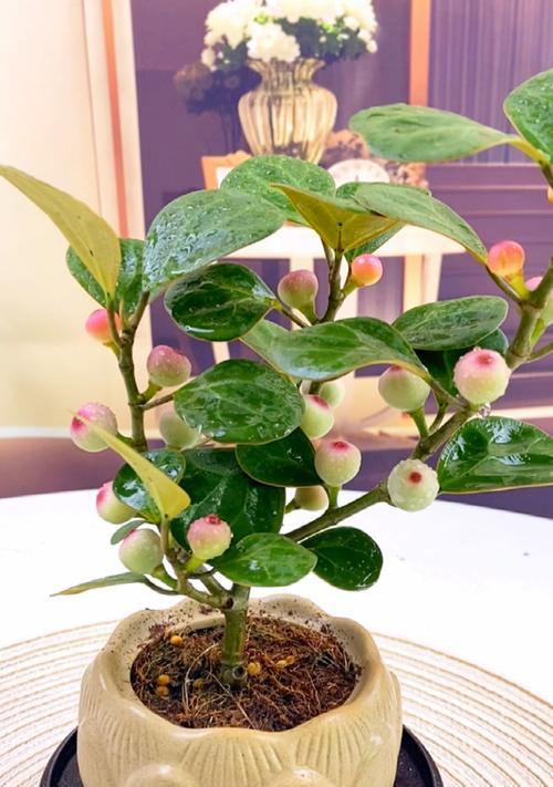 茶叶渣能用来养哪些植物？花卉植物对茶叶渣的反应如何？